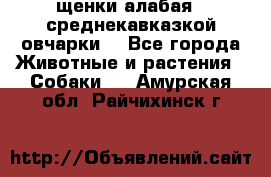 щенки алабая ( среднекавказкой овчарки) - Все города Животные и растения » Собаки   . Амурская обл.,Райчихинск г.
